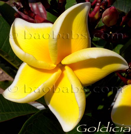 Plumeria rubra LUANG SIRIMONGKON